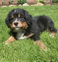 Prince, a male Bernese Mountain Dog for sale in Orrville, OH – 6 of 10