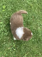 Bella, a female Australian Shepherd for sale in Orrville, OH – 8 of 8