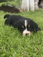 Hazel , a female Bernese Mountain Dog for sale in Orrville, OH – 3 of 7