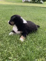 Oliver, a male Australian Shepherd for sale in Orrville, OH – 8 of 9