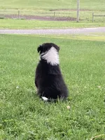 Princess , a female Australian Shepherd for sale in Orrville, OH – 7 of 7