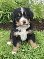 Hazel , a female Bernese Mountain Dog for sale in Orrville, OH – 7 of 7