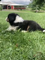 Rocky , a male Australian Shepherd for sale in Orrville, OH – 7 of 9