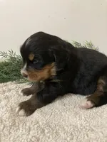 Prince, a male Bernese Mountain Dog for sale in Orrville, OH – 3 of 6