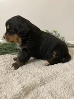 Prince, a male Bernese Mountain Dog for sale in Orrville, OH – 5 of 6