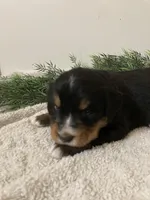 Prince, a male Bernese Mountain Dog for sale in Orrville, OH – 4 of 6
