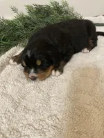 Prince, a male Bernese Mountain Dog for sale in Orrville, OH – 6 of 6