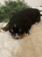 Prince, a male Bernese Mountain Dog for sale in Orrville, OH – 2 of 6