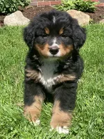 Prince, a male Bernese Mountain Dog for sale in Orrville, OH – 4 of 10
