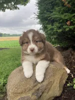 Bella, a female Australian Shepherd for sale in Orrville, OH – 7 of 8