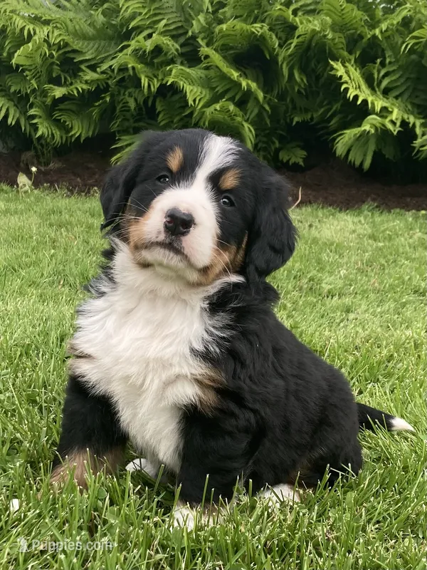 Alexa  – Bernese Mountain Dog puppy for sale in Orrville, OH