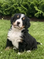 Alexa , a female Bernese Mountain Dog for sale in Orrville, OH – 1 of 8