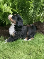 Alexa , a female Bernese Mountain Dog for sale in Orrville, OH – 7 of 8