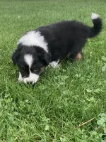 Rocky , a male Australian Shepherd for sale in Orrville, OH – 5 of 9