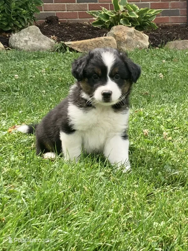Rocky  – Australian Shepherd puppy for sale in Orrville, OH