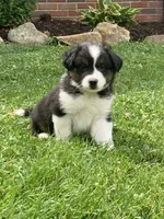 Rocky , a male Australian Shepherd for sale in Orrville, OH – 1 of 9