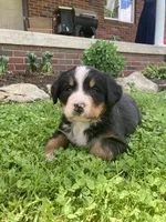 Jasper, a male Bernese Mountain Dog for sale in Orrville, OH – 9 of 10