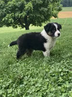 Daisy, a female Australian Shepherd for sale in Orrville, OH – 5 of 9