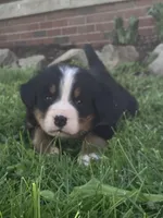 Blaze, a male Bernese Mountain Dog for sale in Orrville, OH – 3 of 9