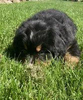 Prince, a male Bernese Mountain Dog for sale in Orrville, OH – 9 of 10
