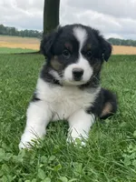 Rocky , a male Australian Shepherd for sale in Orrville, OH – 3 of 9