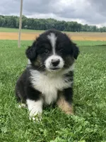 Bear, a male Australian Shepherd for sale in Orrville, OH – 5 of 8
