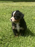 Cassie, a female Bernese Mountain Dog for sale in Orrville, OH – 6 of 10