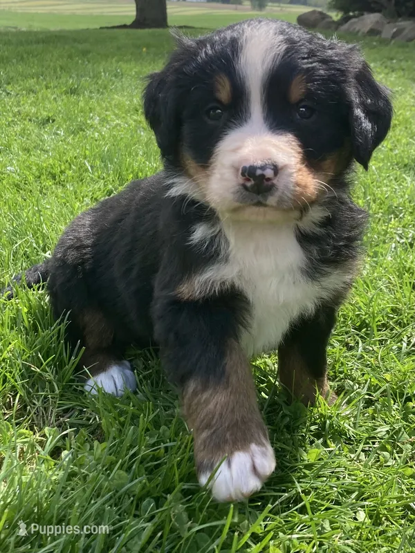 Jasper – Bernese Mountain Dog puppy for sale in Orrville, OH