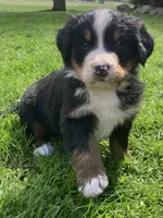 Jasper, a male Bernese Mountain Dog for sale in Orrville, OH – 1 of 10