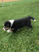 Princess , a female Australian Shepherd for sale in Orrville, OH – 2 of 7