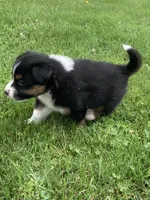 Oliver, a male Australian Shepherd for sale in Orrville, OH – 2 of 9