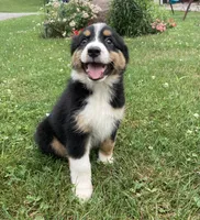 Luna , a female Australian Shepherd for sale in Orrville, OH – 2 of 2