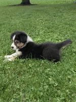 Princess , a female Australian Shepherd for sale in Orrville, OH – 3 of 7