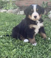 Blaze, a male Bernese Mountain Dog for sale in Orrville, OH – 7 of 9