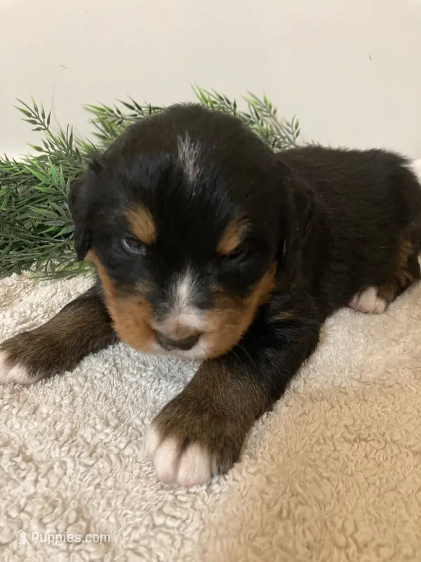 Prince – Bernese Mountain Dog puppy for sale in Orrville, OH