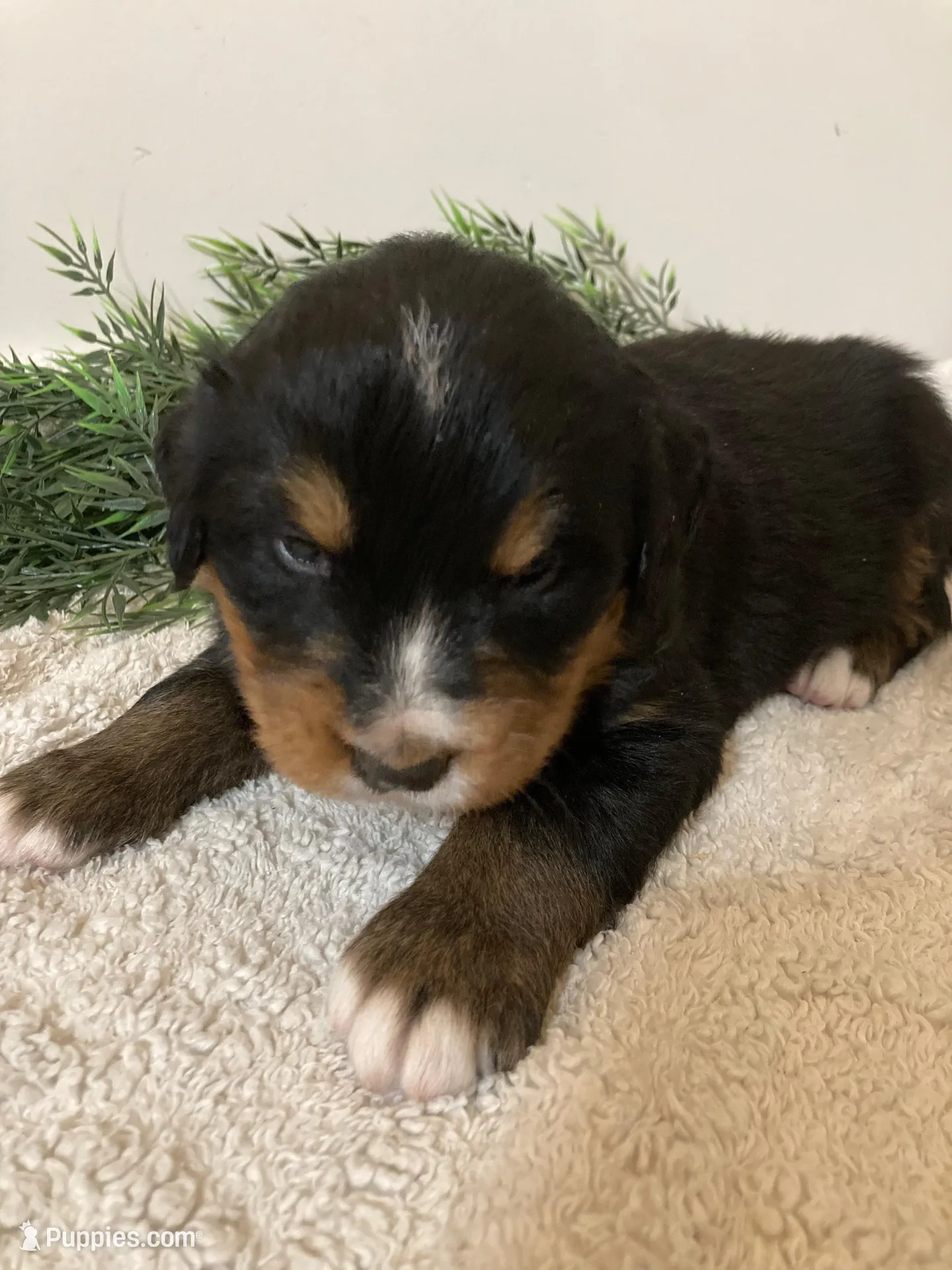 Prince, a male Bernese Mountain Dog for sale in Orrville, OH – 1 of 6