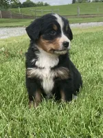 Paris, a female Bernese Mountain Dog for sale in Orrville, OH – 5 of 8
