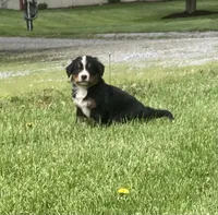Paris, a female Bernese Mountain Dog for sale in Orrville, OH – 3 of 8