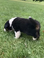 Rocky , a male Australian Shepherd for sale in Orrville, OH – 4 of 9