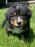 Prince, a male Bernese Mountain Dog for sale in Orrville, OH – 7 of 10