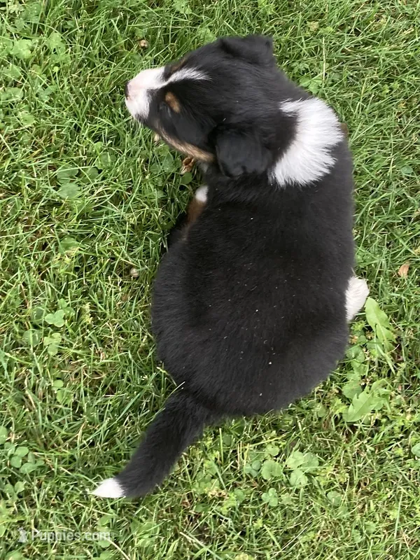 Oliver – Australian Shepherd puppy for sale in Orrville, OH