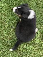 Oliver, a male Australian Shepherd for sale in Orrville, OH – 1 of 9