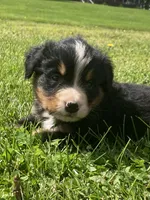 Cassie, a female Bernese Mountain Dog for sale in Orrville, OH – 4 of 10