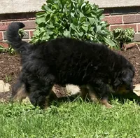 Prince, a male Bernese Mountain Dog for sale in Orrville, OH – 3 of 10