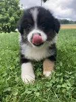 Bear, a male Australian Shepherd for sale in Orrville, OH – 7 of 8