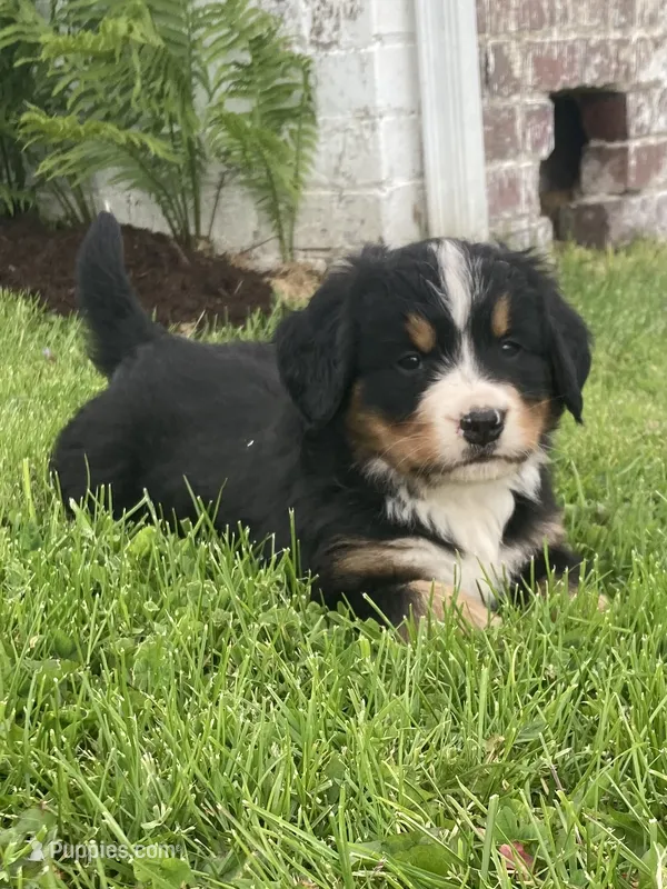 Hazel  – Bernese Mountain Dog puppy for sale in Orrville, OH
