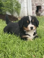 Hazel , a female Bernese Mountain Dog for sale in Orrville, OH – 1 of 7
