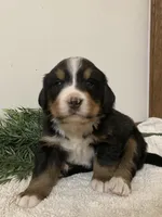 Hazel , a female Bernese Mountain Dog for sale in Orrville, OH – 7 of 10