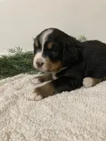 Hazel , a female Bernese Mountain Dog for sale in Orrville, OH – 8 of 10