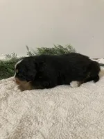 Hazel , a female Bernese Mountain Dog for sale in Orrville, OH – 4 of 10